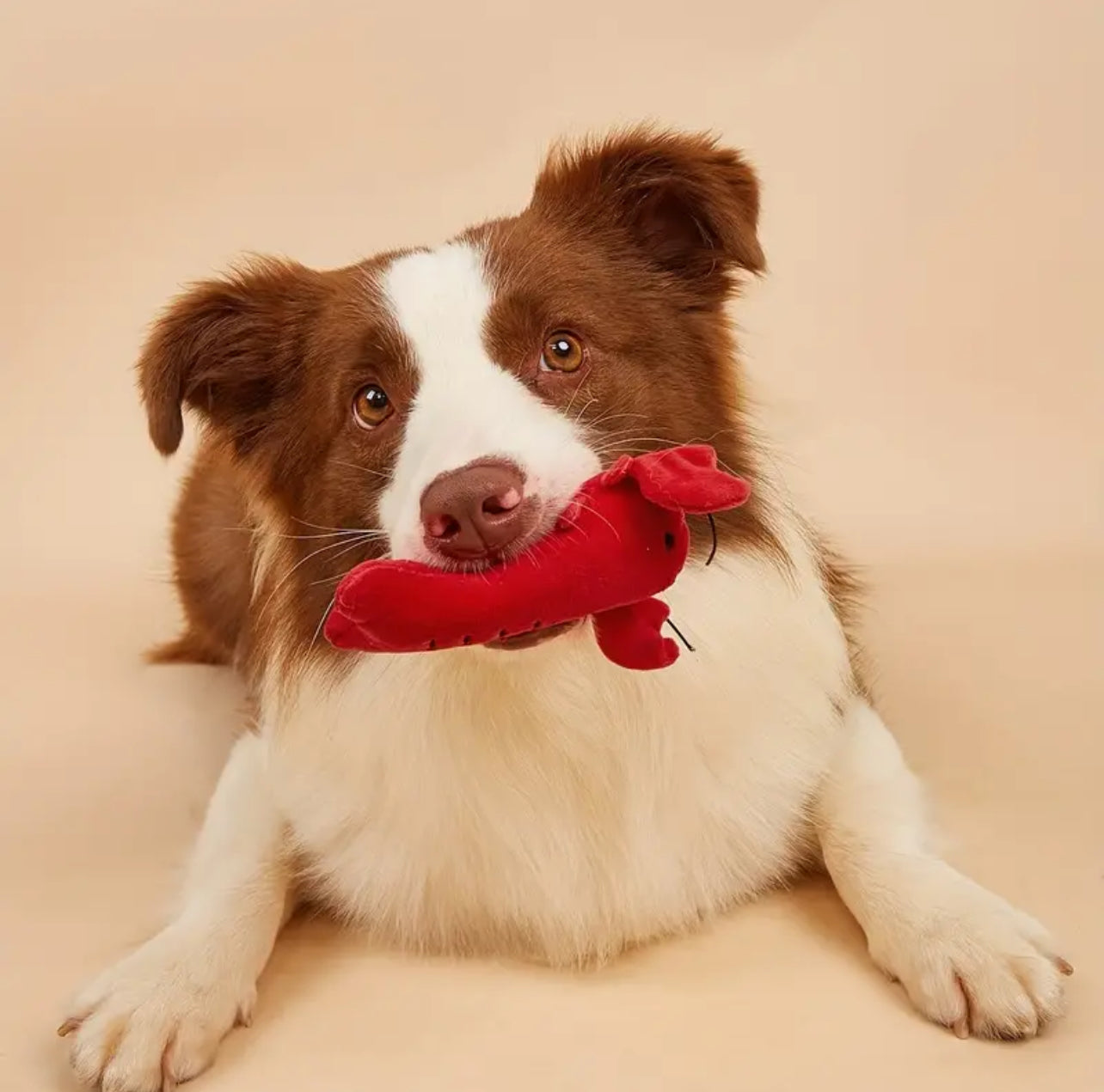 Lobster Squeaky Toy (Small)